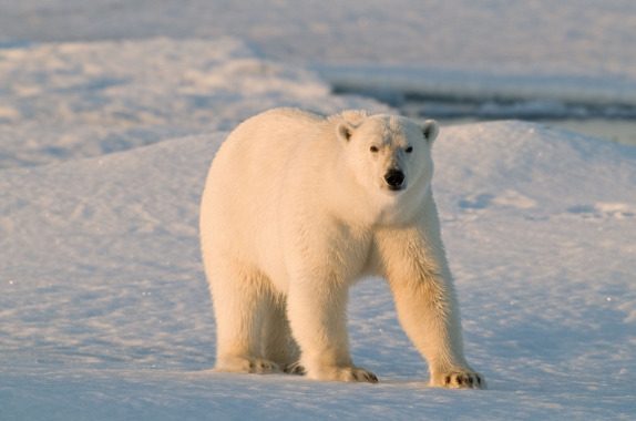 Cantidad de Cósmico León Además del cambio climático ahora los osos polares también sufren por la  contaminación – MMA