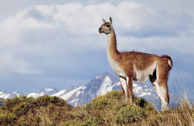 Los peligros que acechan al guanaco - MMA