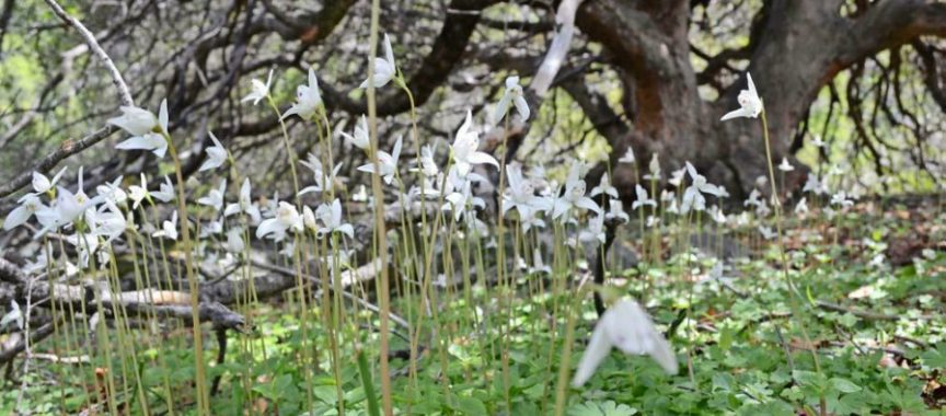 Las orquídeas chilenas son unas de las más antiguas del continente – MMA