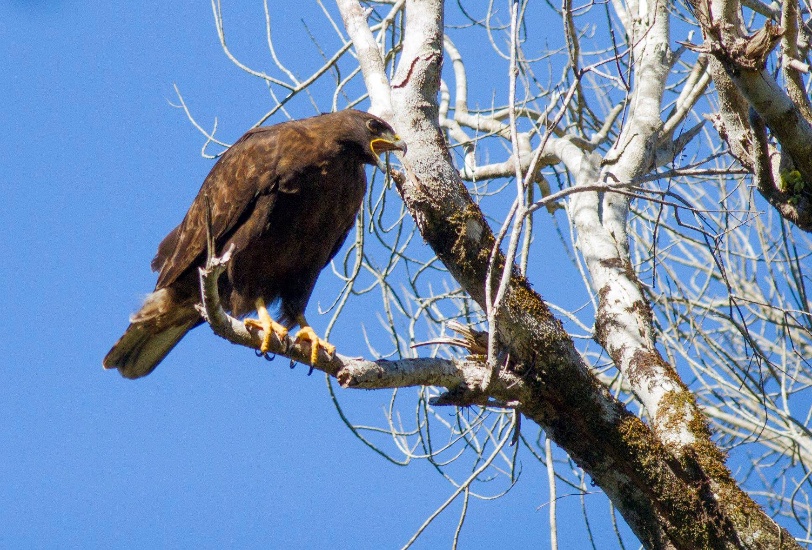 15º Proceso de Clasificación de Especies es publicado en el Diario Oficial  – MMA