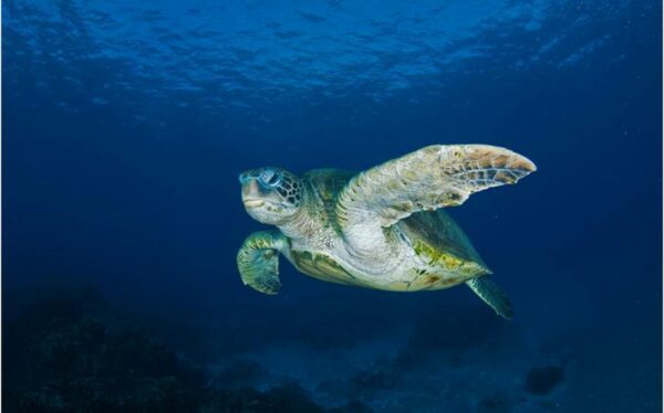 Tortuga verde. Foto: Carlos Gaymer