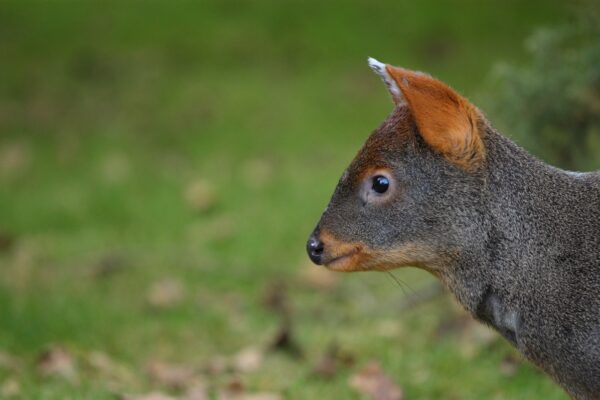 Pudu