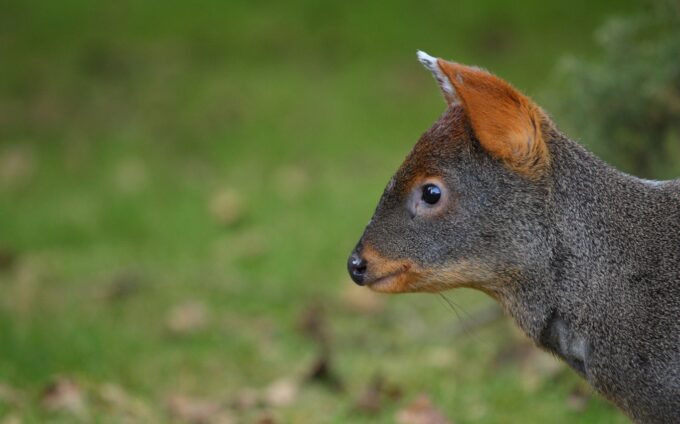 Pudu