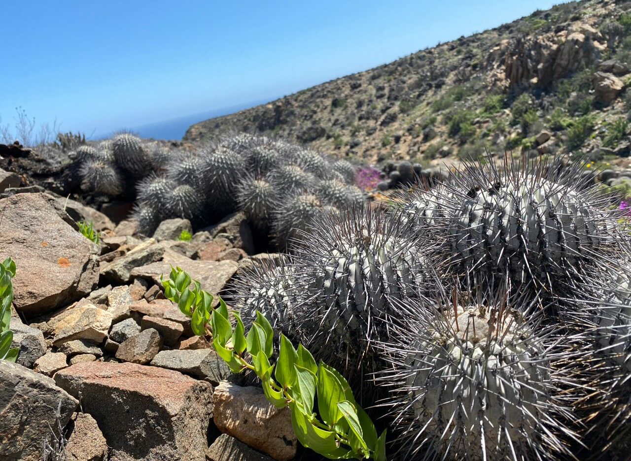 Atacamasep