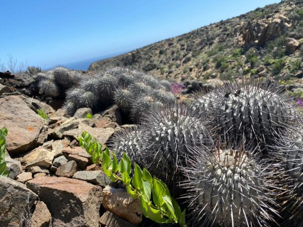 Atacamasep