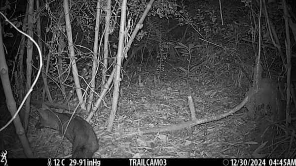Zorrocamera
