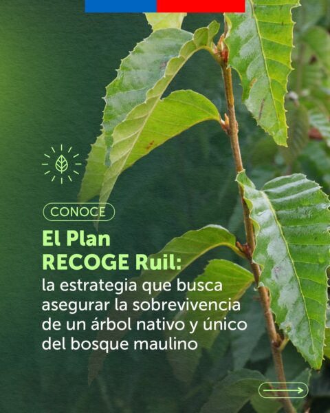 Recogrul5