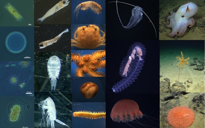 Especies proyecto fndr