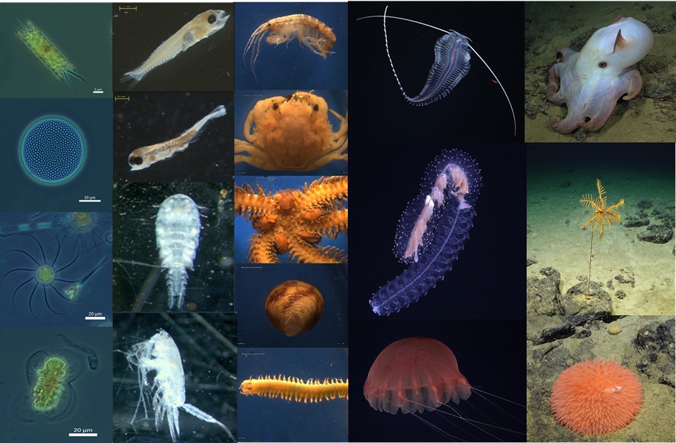 Especies proyecto fndr