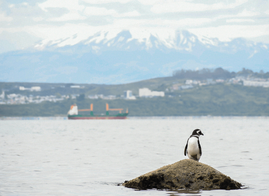 Foto pinguino hacienda min