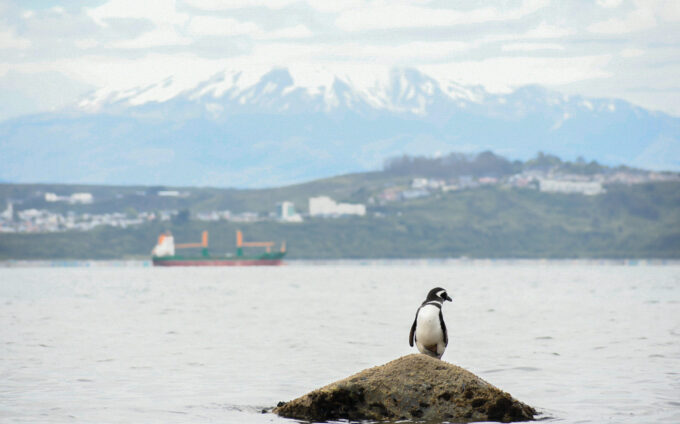 Pinguimag3