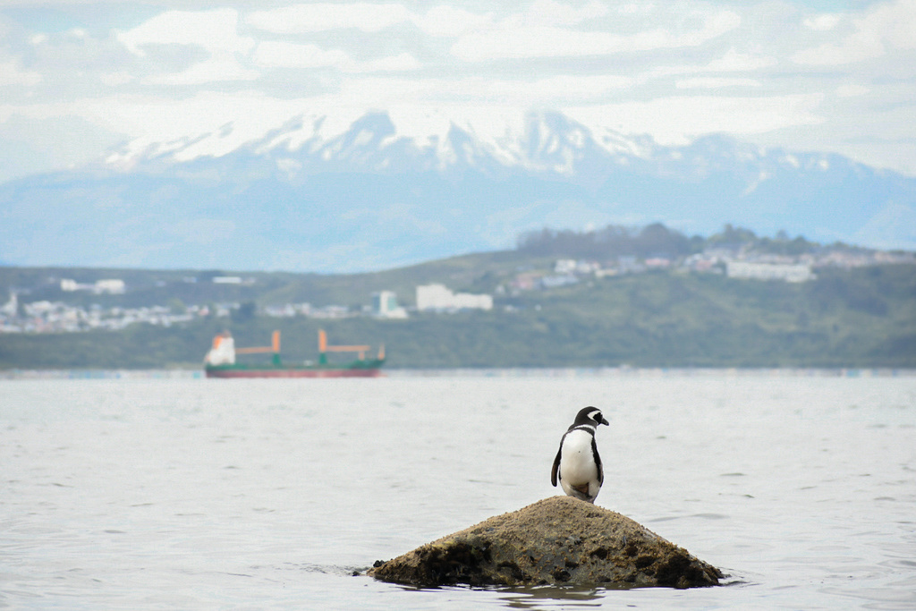 Pinguimag3