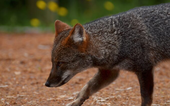 Pablo gutierrez maier inaturalist