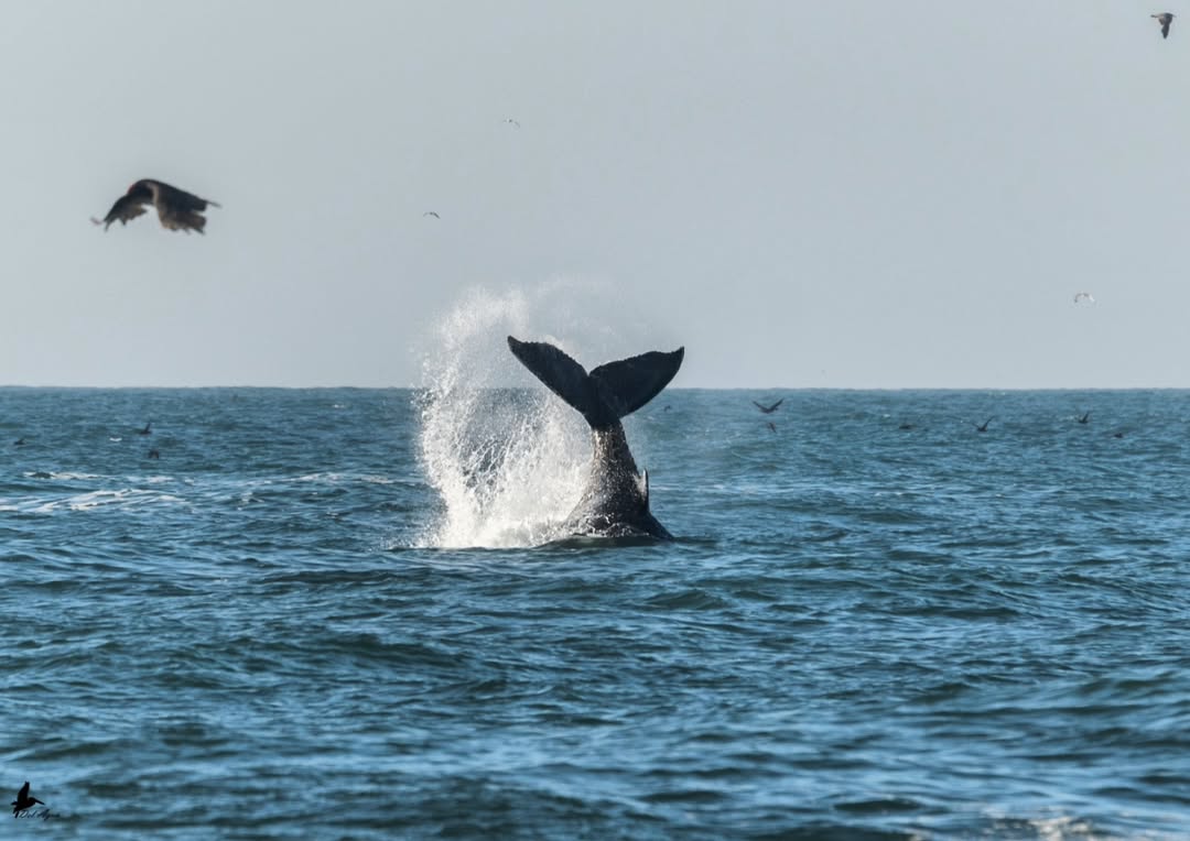 Dia de las ballenas nuble