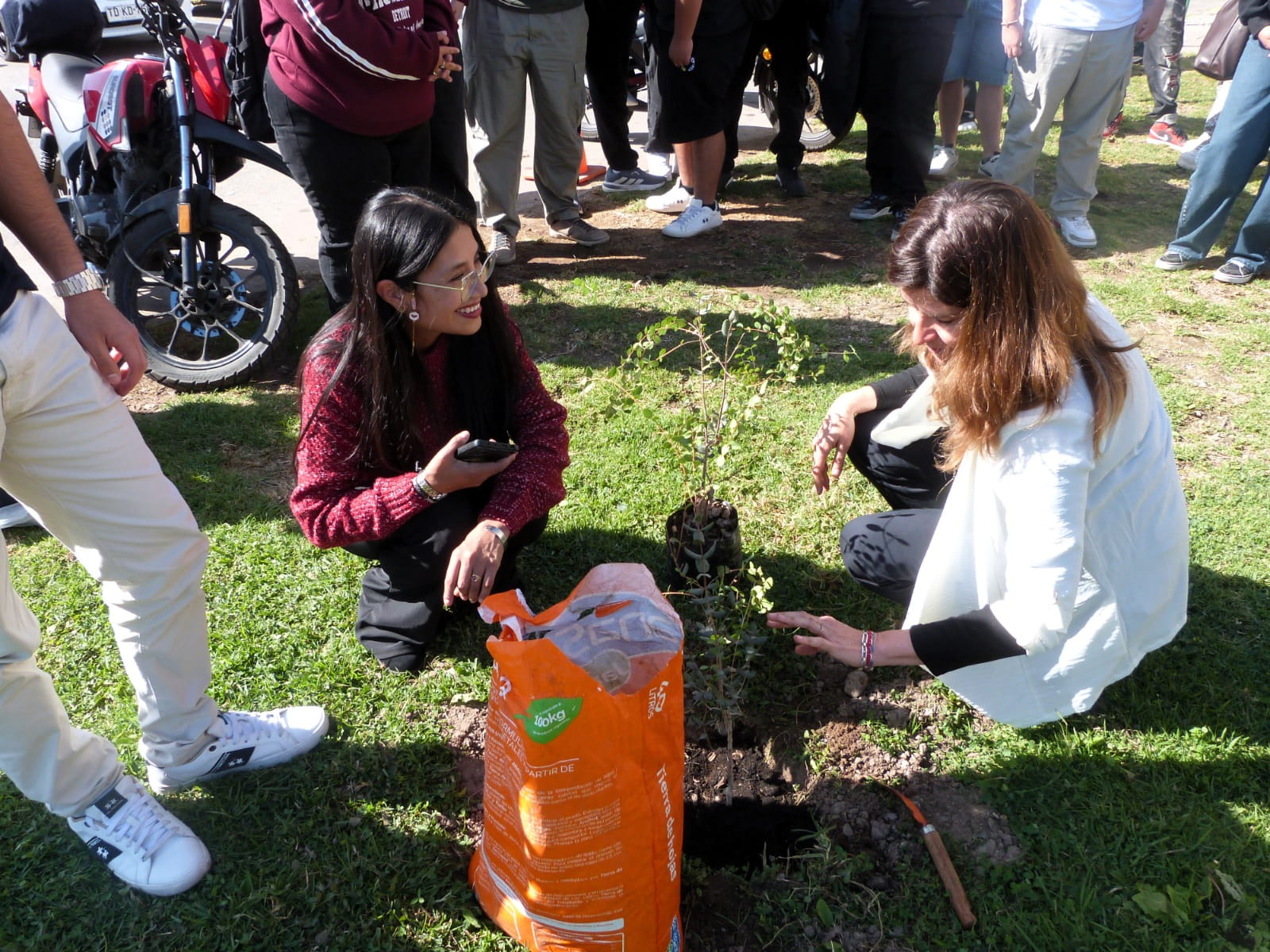 Seremi planta