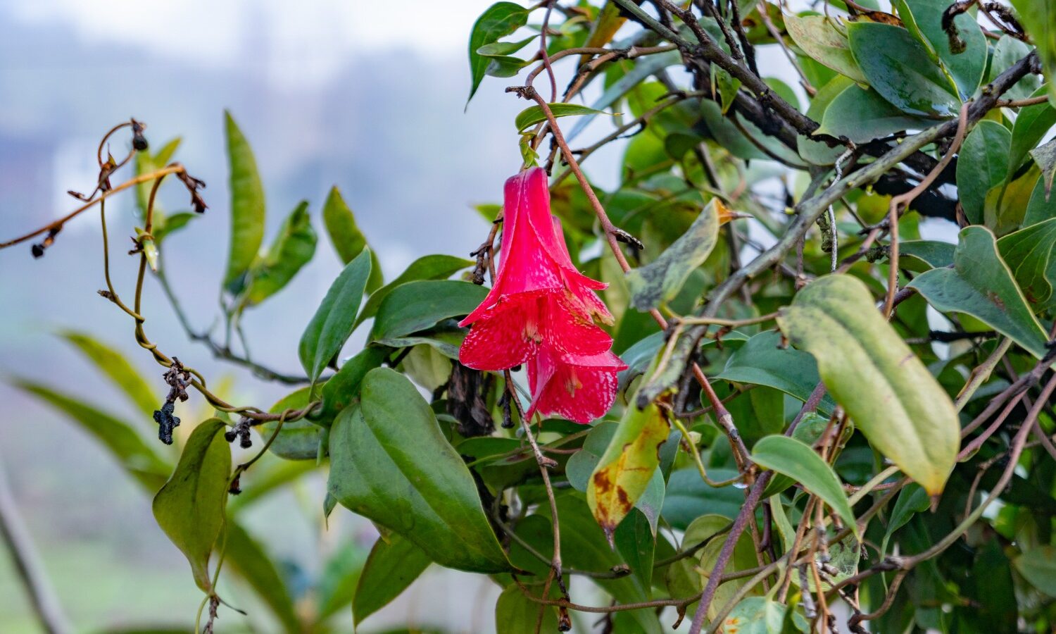 Copihue2