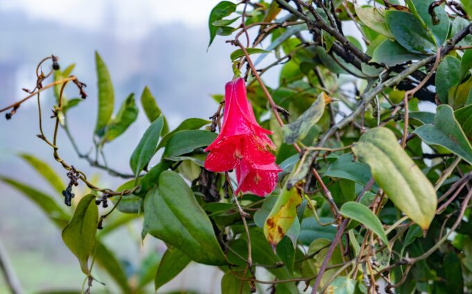 Copihue2