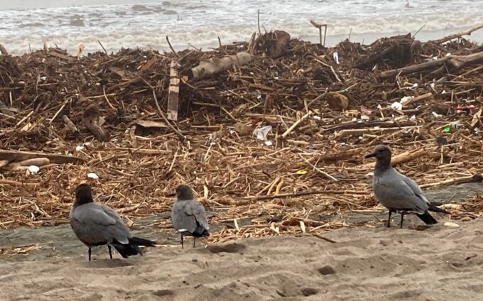 Coquimbo 4