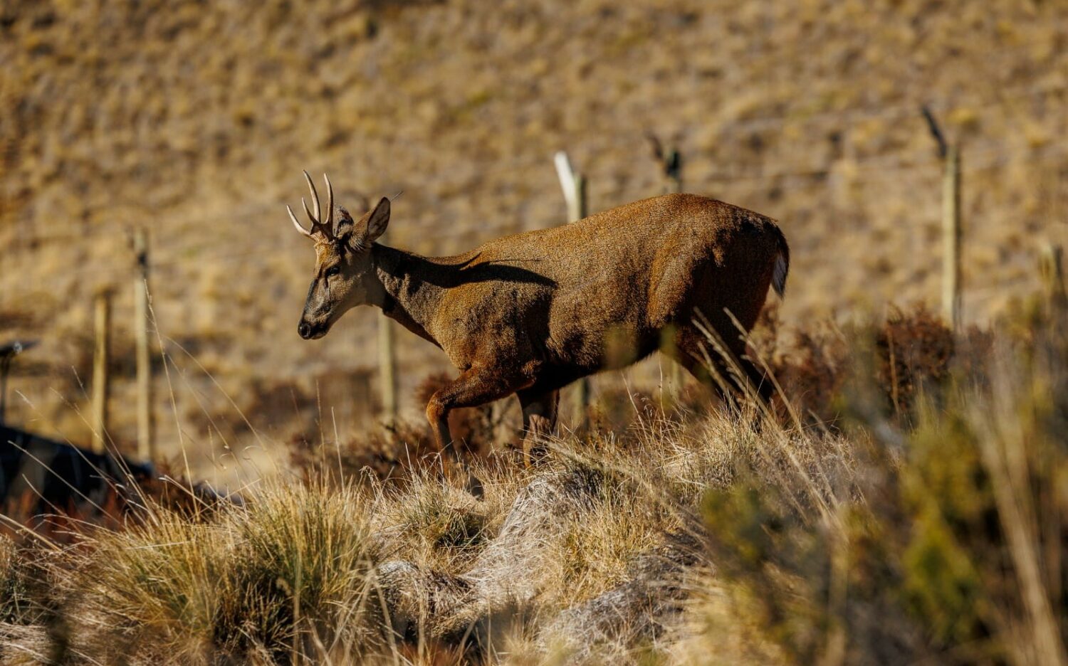 Huemul baja