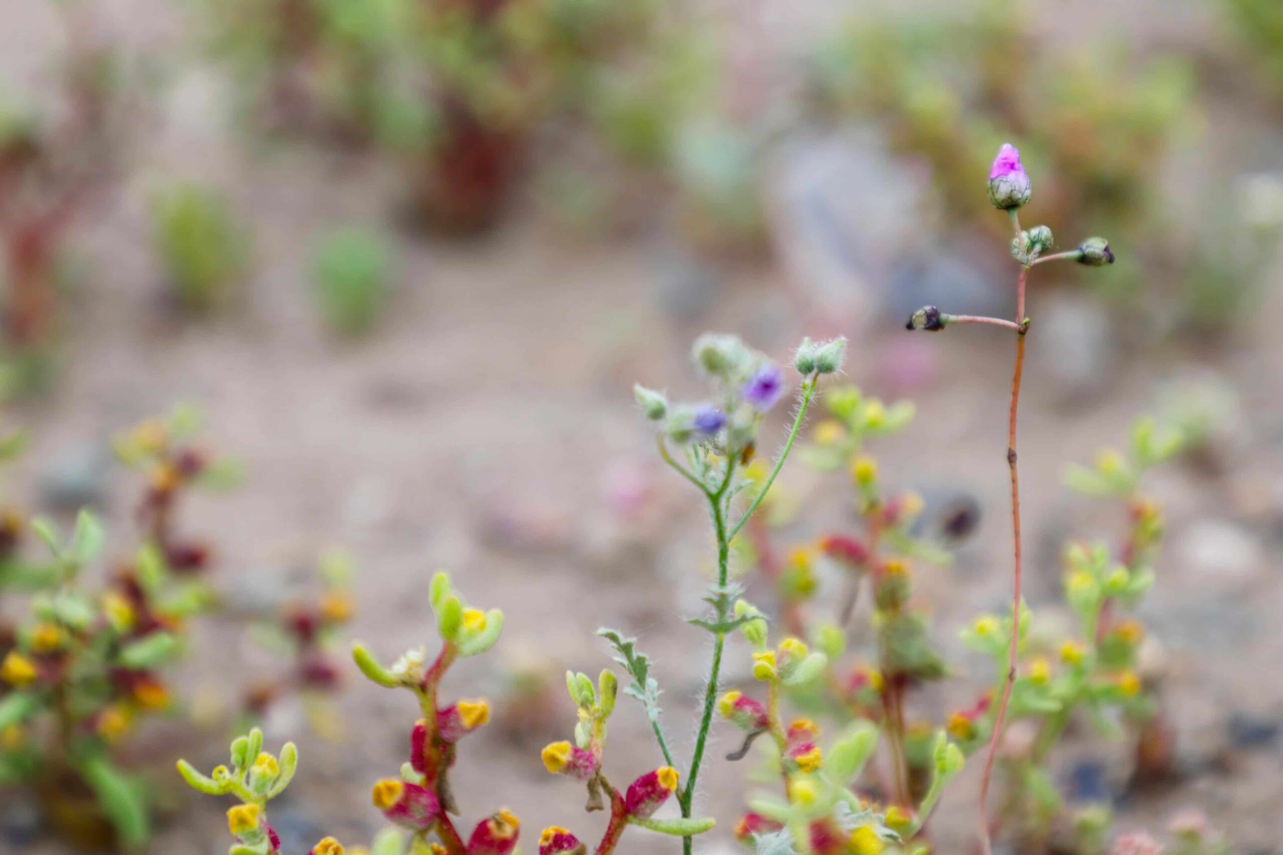 Desierto florido 1